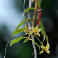 Dendrobium macrostachyum Lindl.